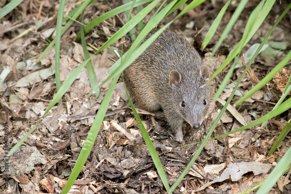 the young southern brown bandicoot is emerging from the grass the young southern brown bandicoot is emerging from the grass