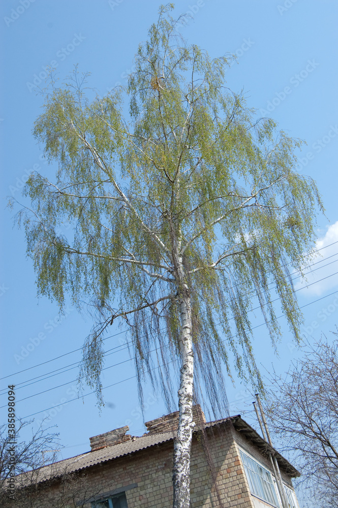 birch tree growing against a blue sky birch tree growing against a blue sky