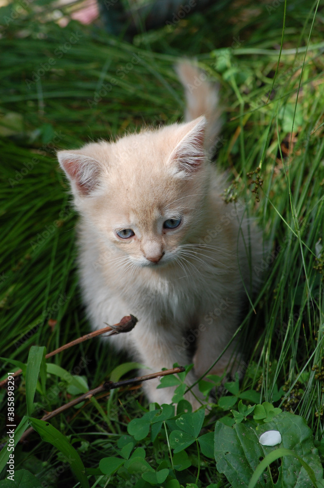 little beautiful kitten sits in the green grass in the garden