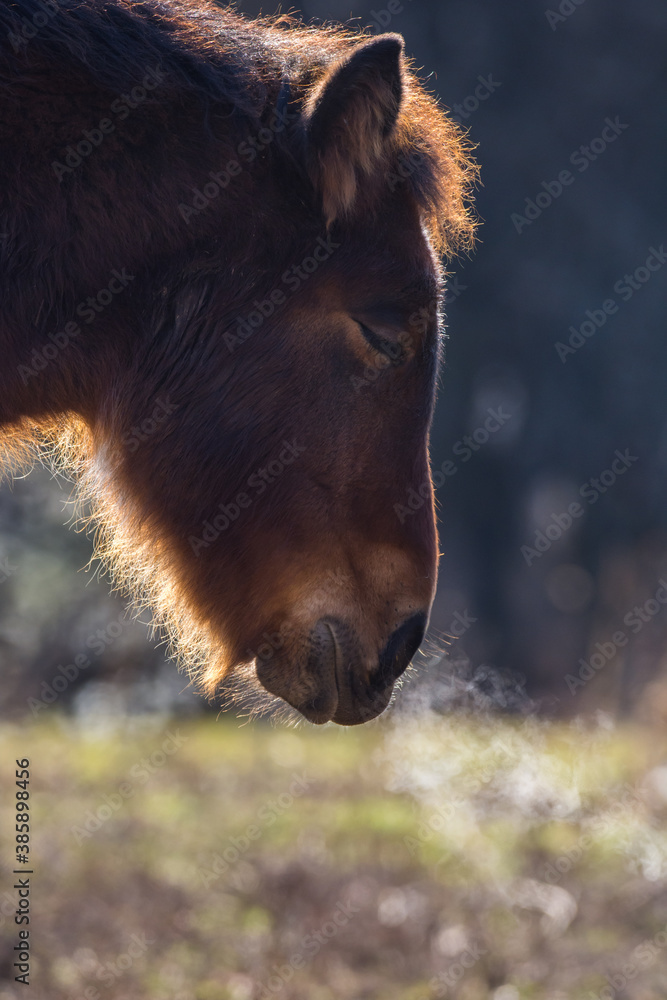 Fototapeta premium Horse in cold winter day, close up