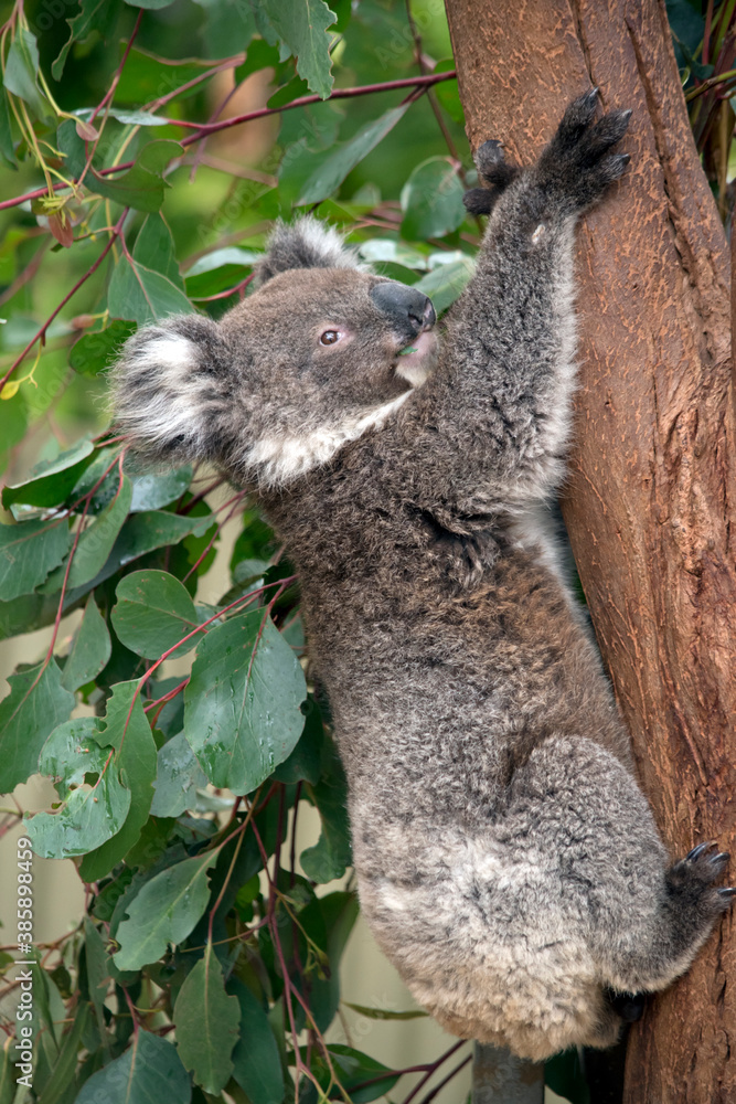 Fototapeta premium this is a 10 month old joey koala rescued from the bush fires on kangaroo island