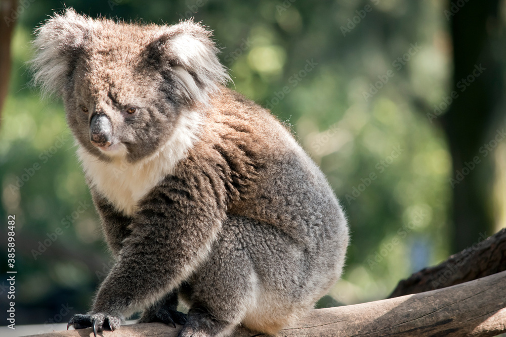 Fototapeta premium the koala is walking on a branch