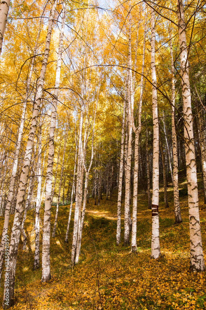 Fototapeta premium Autumn landscape. Beautiful birch trees. Walk in the birch forest. Natural background. Place to insert text.