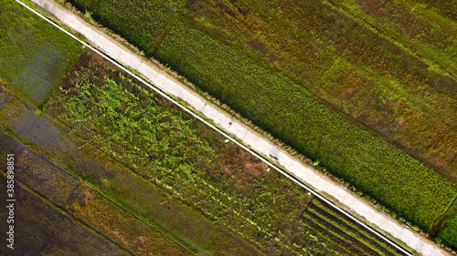 top view of rice fields with a cast road in the middle photo