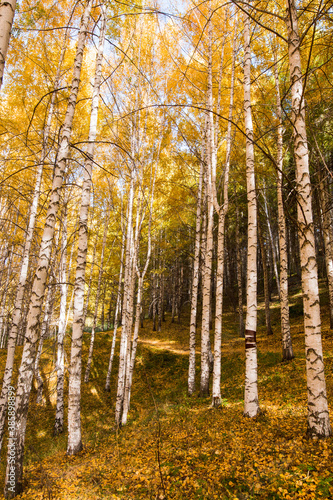 Autumn landscape. Beautiful birch trees. Walk in the birch forest. Natural background. Place to insert text.