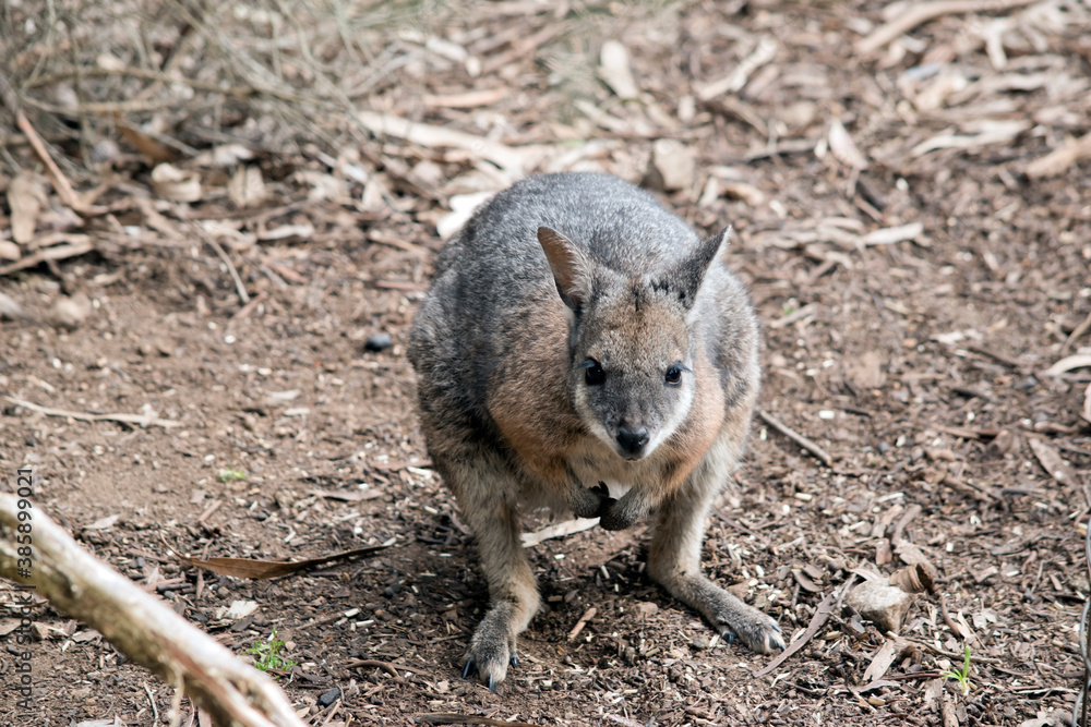 Naklejka premium the tammar wallaby is a small wallaby with black claws