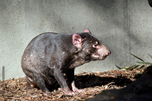 the Tasmanian devil has sharp teeth