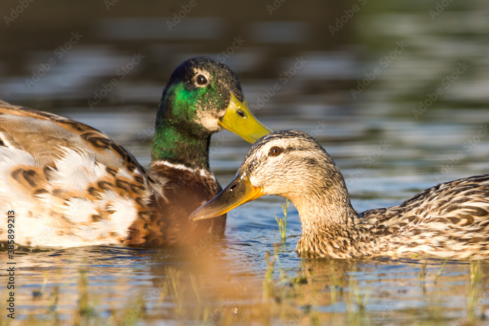 Mallard duck on the lake Mallard duck on the lake
