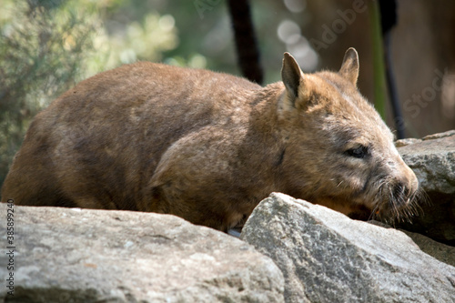 the hairy nosed wombat is grey and brown with whiskers photo