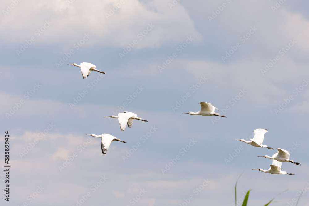 The flock of spoonbill bird flying in the sky The flock of spoonbill bird flying in the sky