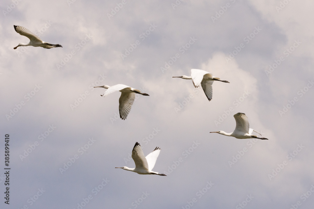 Obraz premium The flock of spoonbill bird flying in the sky