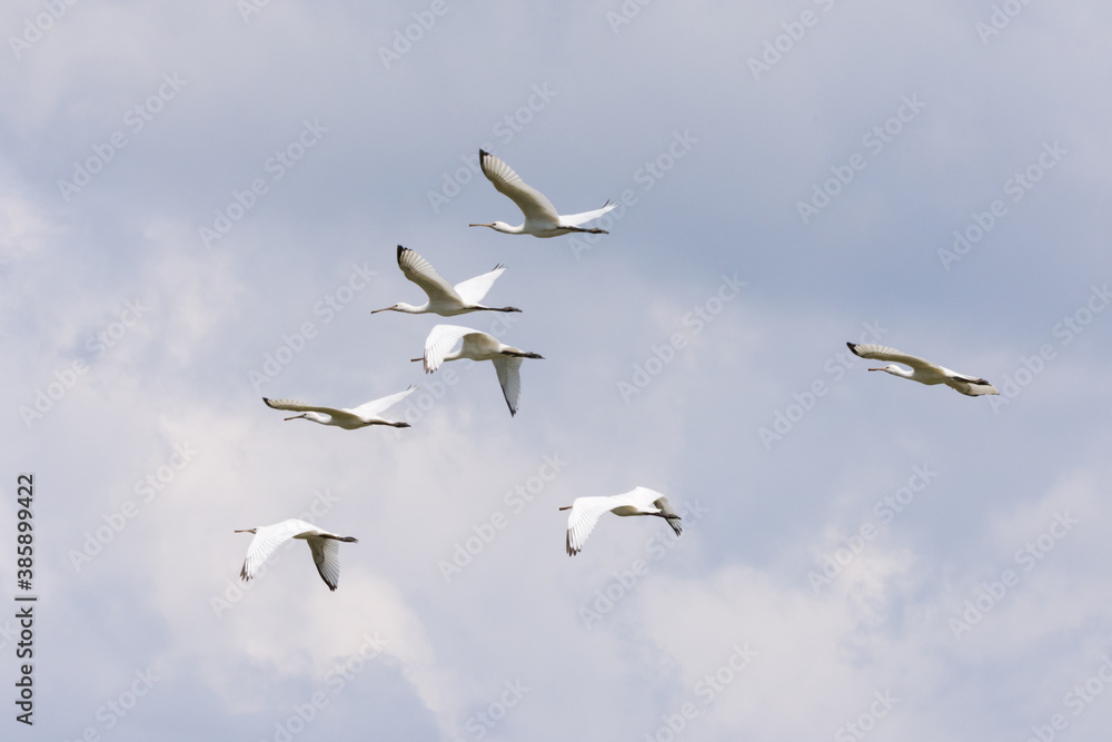 The flock of spoonbill bird flying in the sky