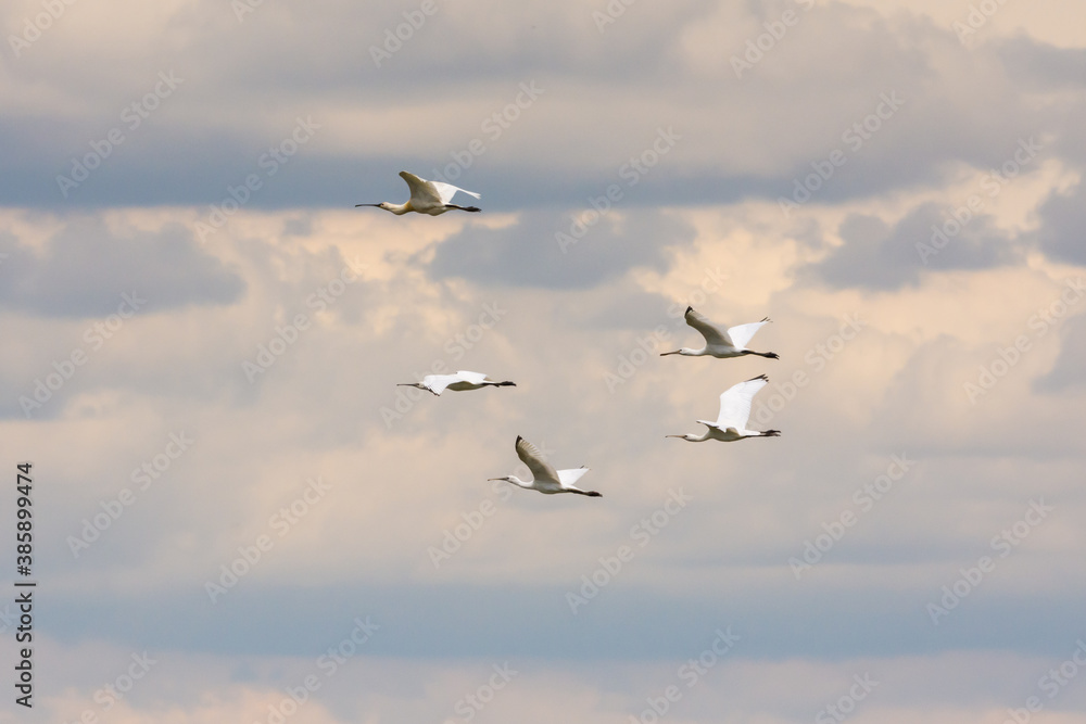 Fototapeta premium The flock of spoonbill bird flying in the sky