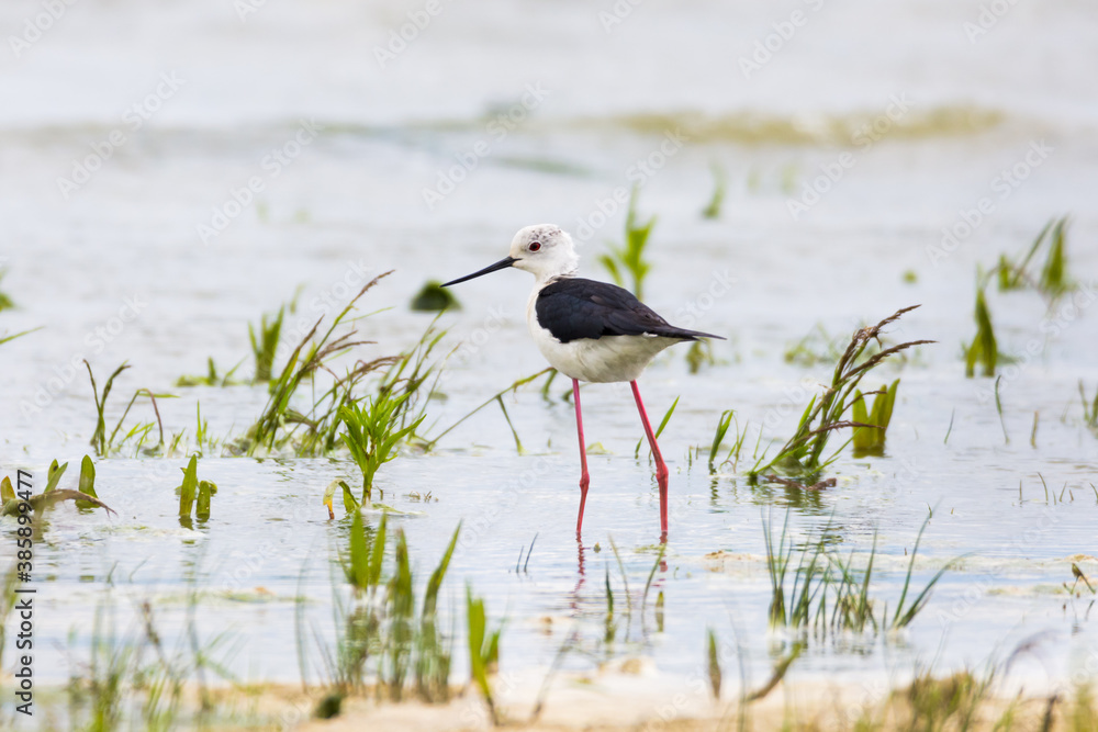 Obraz premium Black-winged stilt in the water