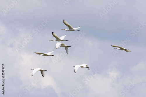 The flock of spoonbill bird flying in the sky