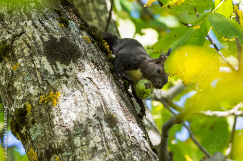 Squirrel eating walnuts on the tree 