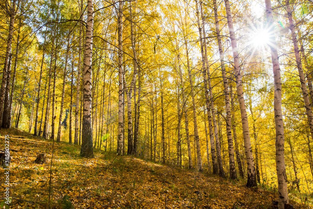 Fototapeta premium Autumn landscape. Beautiful birch trees. Walk in the birch forest. Natural background. Place to insert text.