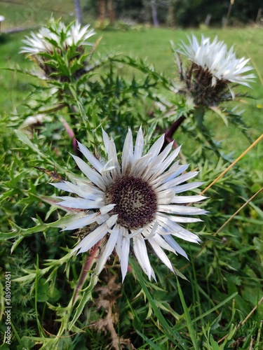 flower of a thistle