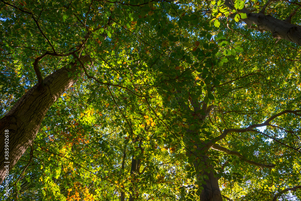 Obraz premium Lush foliage of trees in autumn colors in a forest in bright sunlight at fall, Baarn, Lage Vuursche, Utrecht, The Netherlands, October 16, 2020