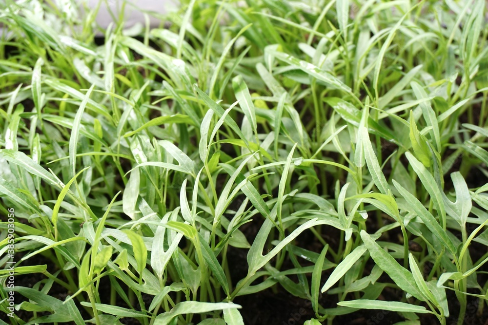 fresh green Ipomcea aquatica plant in nature garden fresh green Ipomcea aquatica plant in nature garden