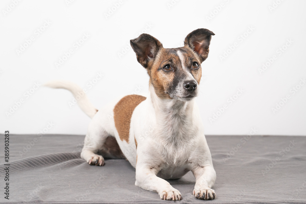 Brown, black and white older Jack Russell Terrier lies on a gray blanket