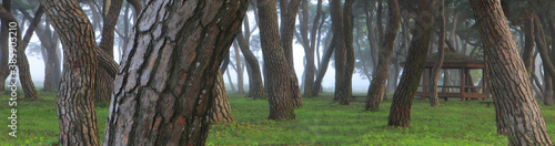 Amazing Korean Pine tree in Boeun-gun, South Korea