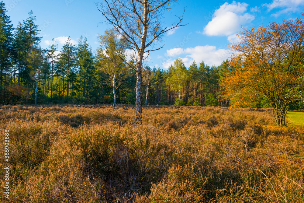 Heather and trees in a forest in bright sunlight at fall, utrecht,lage vuursche, baarn, netherlands, October 16, 2020