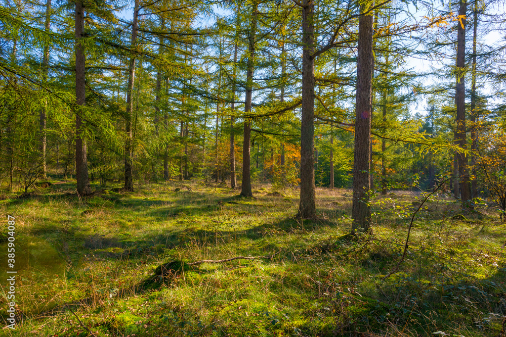 Obraz premium Trees in autumn colors in a forest in bright sunlight at fall, Baarn, Lage Vuursche, Utrecht, The Netherlands, October 16, 2020