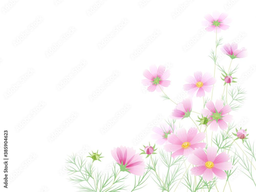 Naklejka premium コスモスのフレーム