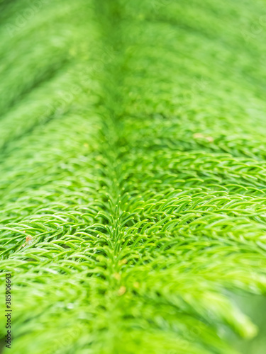 Texture background with the foliage of Araucaria heterophylla or norfolk pine plant.