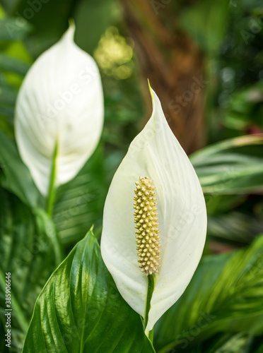 Close up with beautiful White flamingo flowers, anthurium or laceleaf