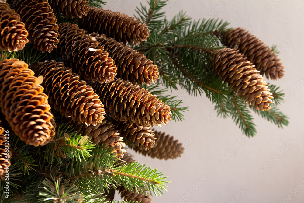 Spruce branches with cones on a white background