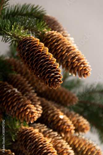 Spruce branches with cones on a white background