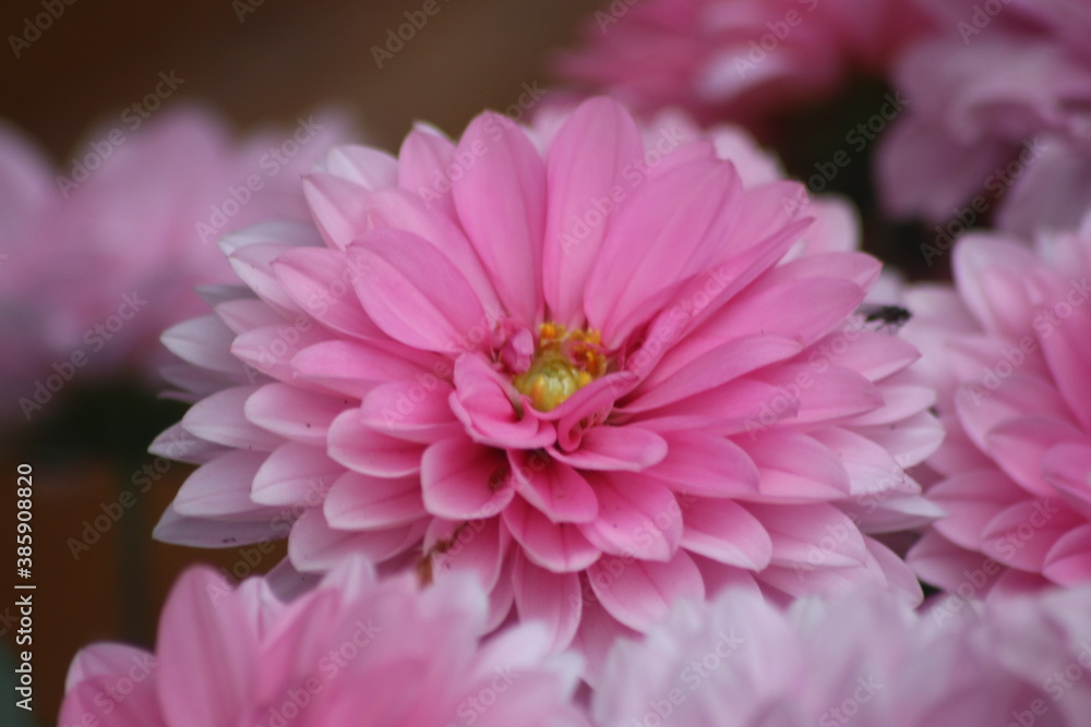 Garden, plants and Flowers Garden, plants and Flowers