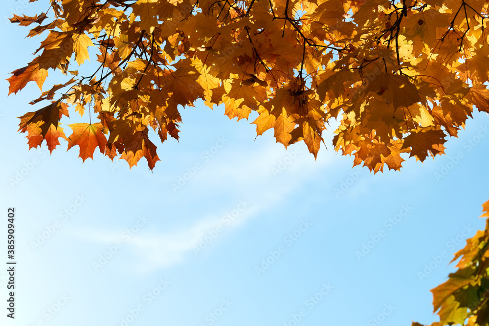 Colorful autumn leaves and branches against the blue sky and sun. Season, nature, autumn card, thanksgiving, fall background concept.Copy space, selective focus.. Colorful autumn leaves and branches against the blue sky and sun. Season, nature, autumn card, thanksgiving, fall background concept.Copy space, selective focus..