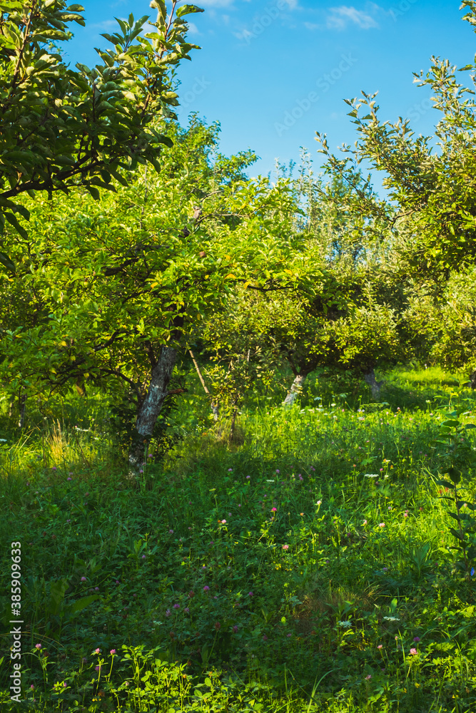 Fototapeta premium apple orchard in the backyard, Valea Plopului, Romania