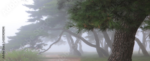 Korean Pine tree like korean spirit in Boeun-gun, South Korea photo