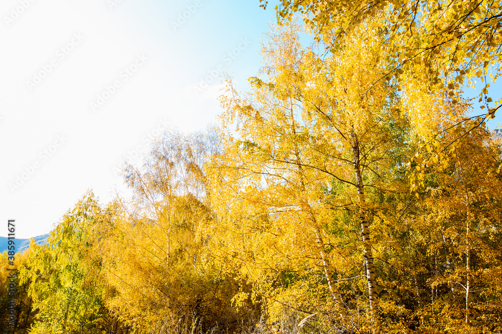 Fototapeta premium Autumn. Beautiful yellow birch leaves and branches of larch trees on a background of blue clear sky. Natural background. Place to insert text.