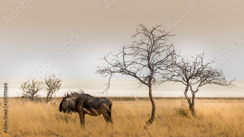 Isolated wildebeest near a tree in the savannah, Etosha national park, Namibia