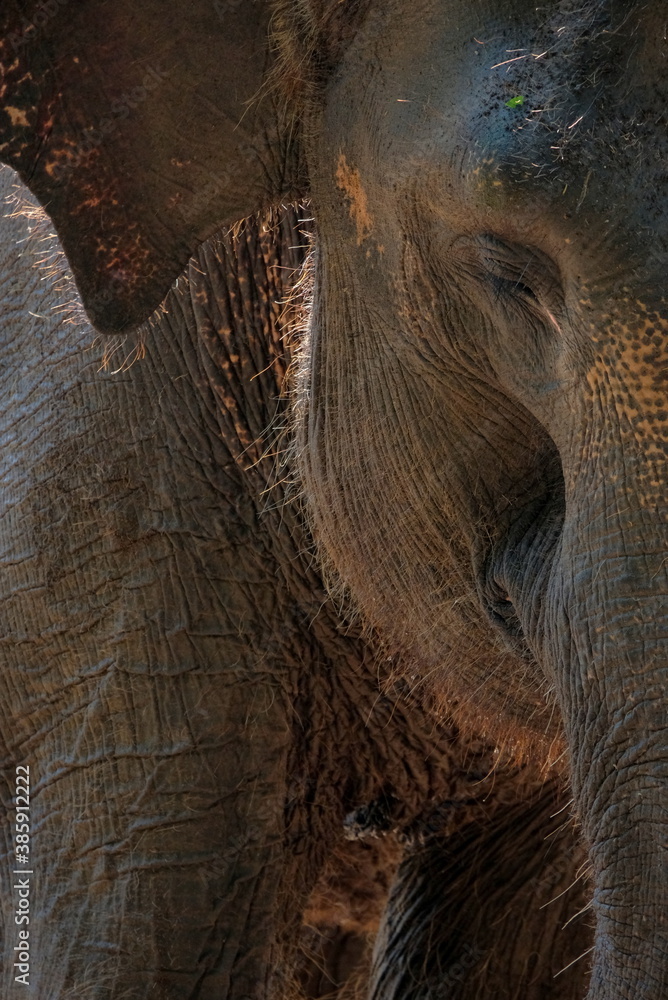 Fototapeta premium close up elephant face, texture of elephant skin