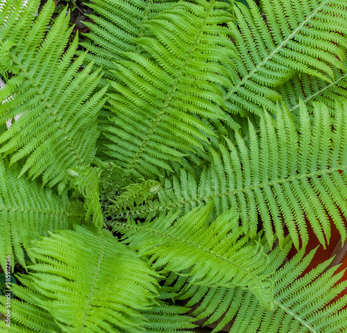 Fern leaves closeup