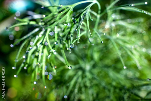Dew drops on dill closeup