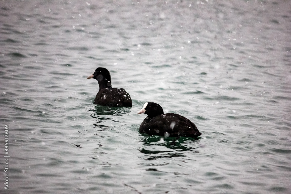 Black coot duck swims on the waves of the Black Sea in winter. Snowing. Black coot duck swims on the waves of the Black Sea in winter. Snowing.