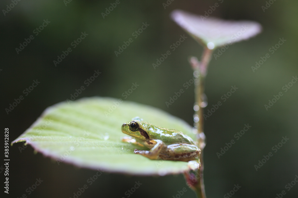 ミズキの新芽にカエル ミズキの新芽にカエル