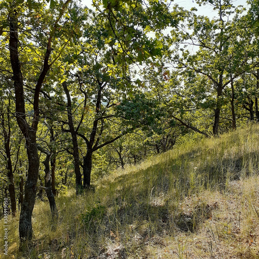 sandy mountain slope covered with trees
sandy mountain slope covered with trees