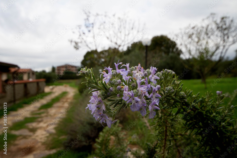 Obraz premium Flowering rosemary,Salvia rosmarinus commonly known as rosemary, is a woody, perennial herb with fragrant, evergreen.Organic garden,Italy.