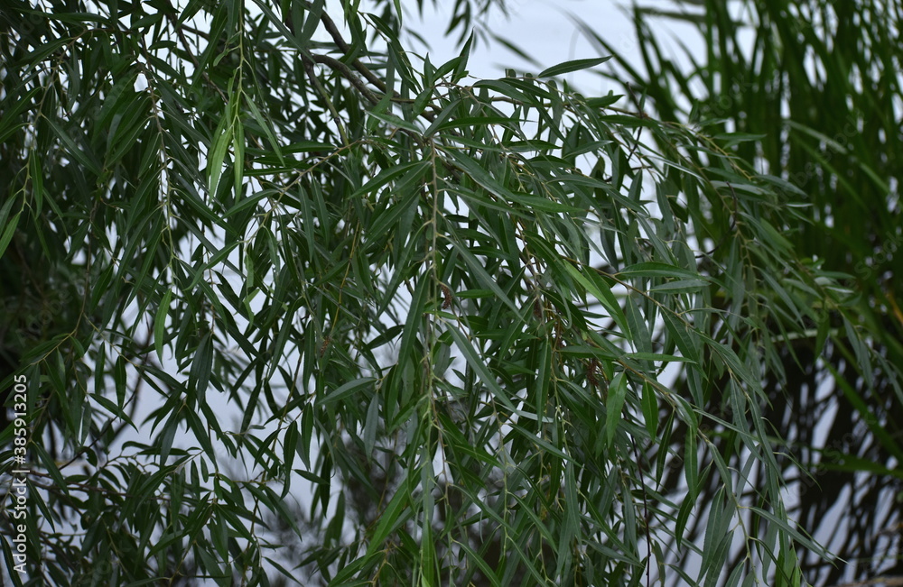 The close-up details of the willow trees with the green leaves in Sapporo Japan The close-up details of the willow trees with the green leaves in Sapporo Japan