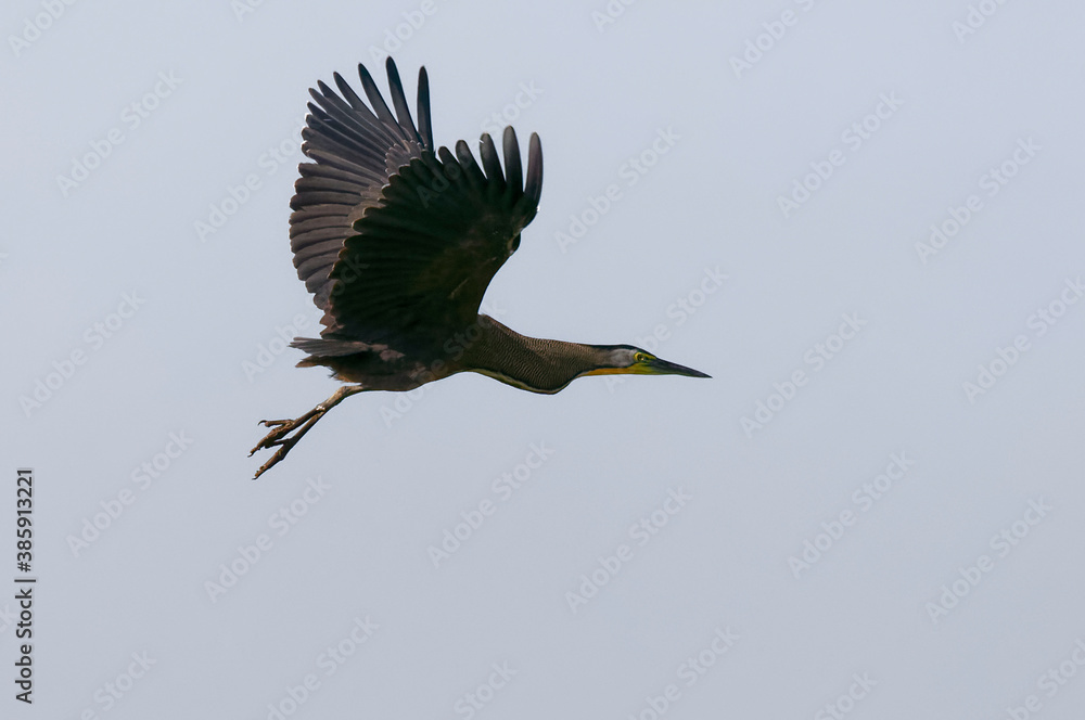 Obraz premium Bare-throated Tiger Heron (Tigrisoma mexicanum) at Tarcoles River, Costa Rica