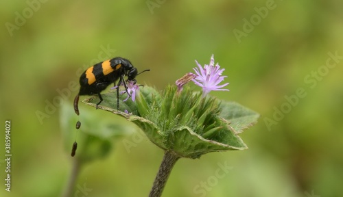 bee on a flower © Manoj