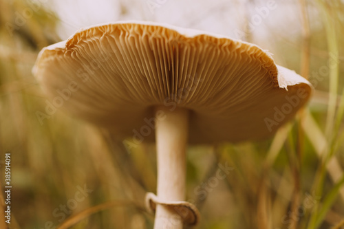 Close-up of growing umbrella mushroom in the autumn forest.